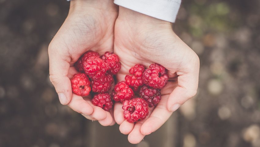 Person holding raspberries in hands 