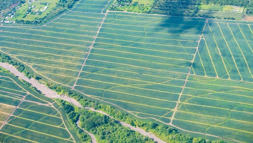 Aerial view of pineapple plantations in the Philippines