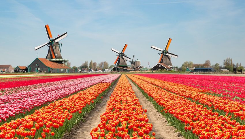 Rows of flowers at Keukenhof Gardens with windmills at the end