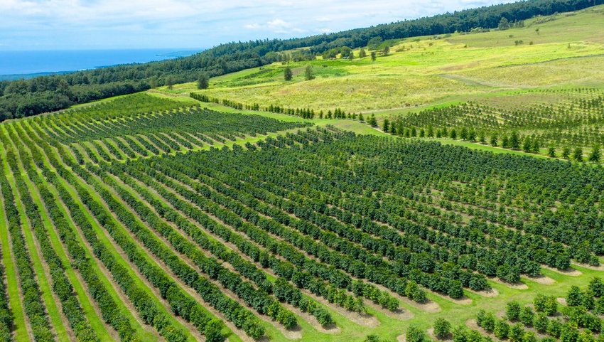 Kona coffee plantation in Hawaii