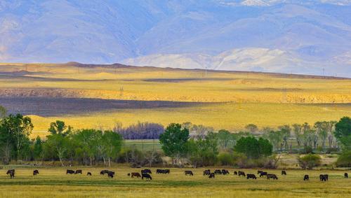 Cattle ranch in Sierra Nevada, California
