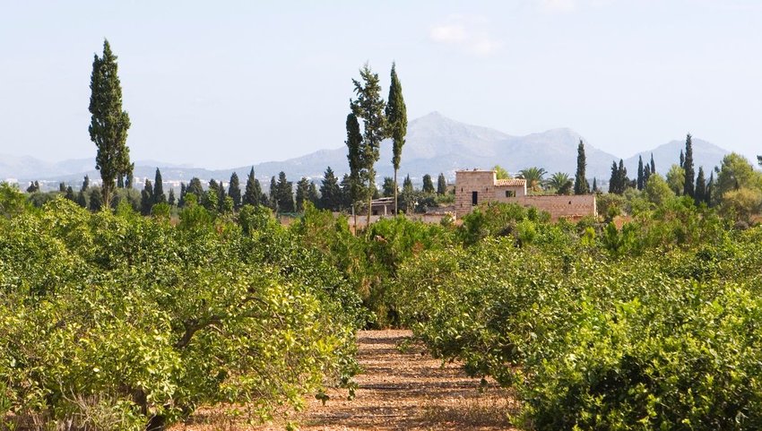 Orange grove in Mallorca with mountains in the distance
