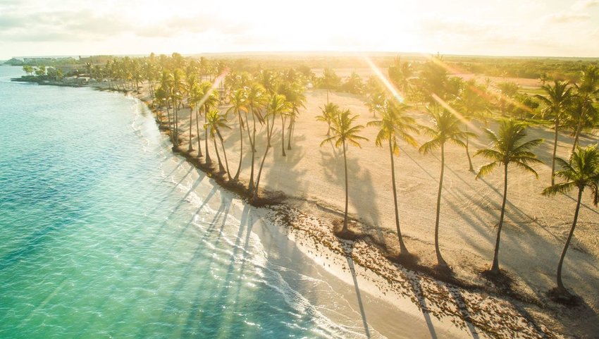 Aerial view of beach with palm trees