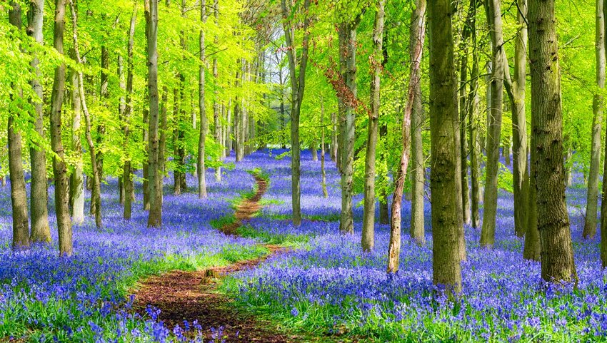 Forest covered in bluebells with a walking path between