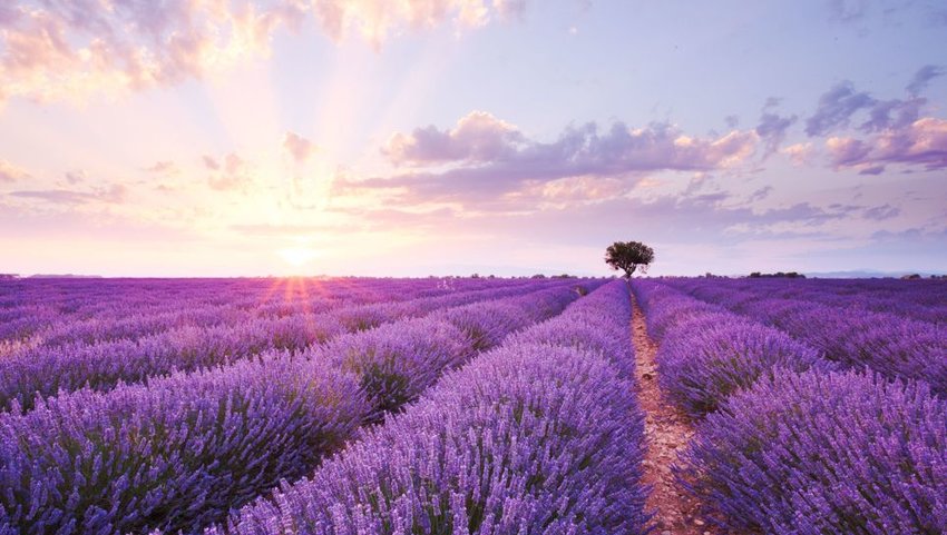 Lavender field in Provence, France 