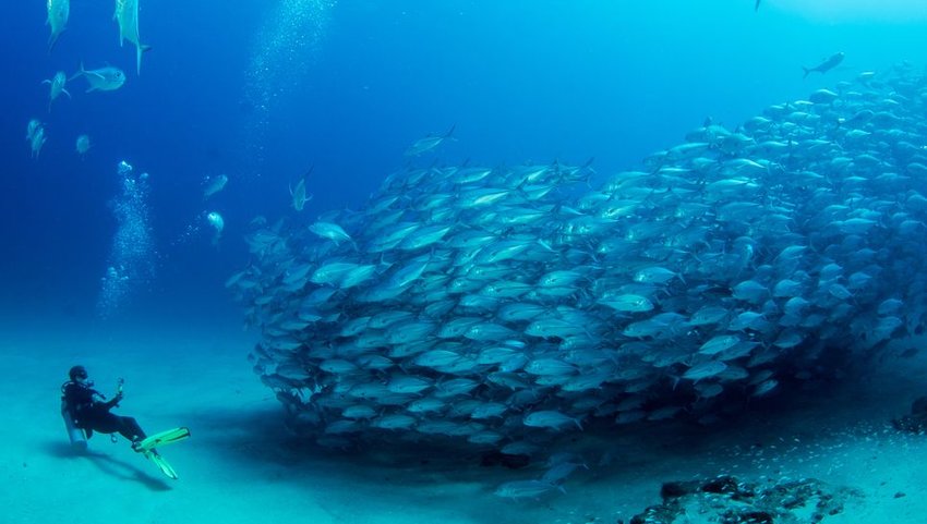 Scuba diver filming school of fish underwater