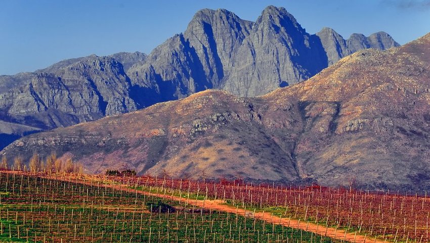 Vineyard with mountains in background in South Africa