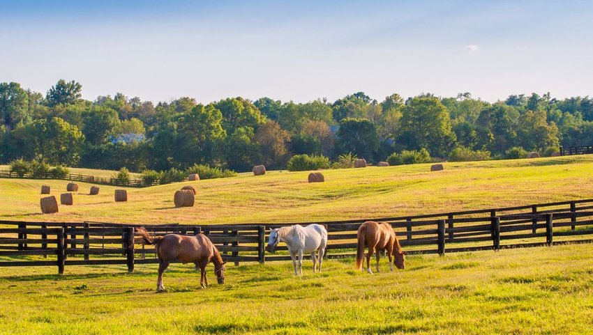 Horse ranch with trees in the background