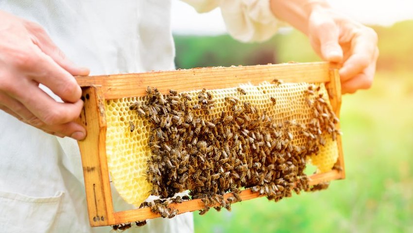 Beekeeper holding honeycomb full of bees