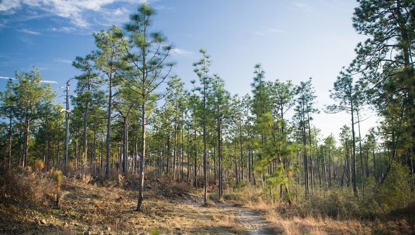 Kisatchie Hills Longleaf Pines in Kisatchie National Forest