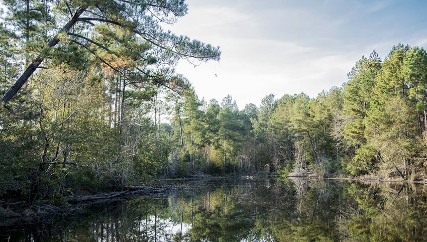 Black Creek in the De Soto National Forest