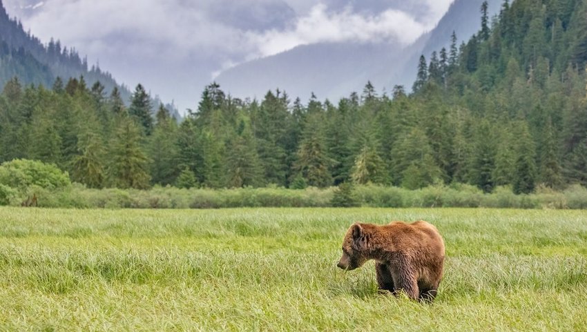 Bear standing in a field with trees and mountains in the background