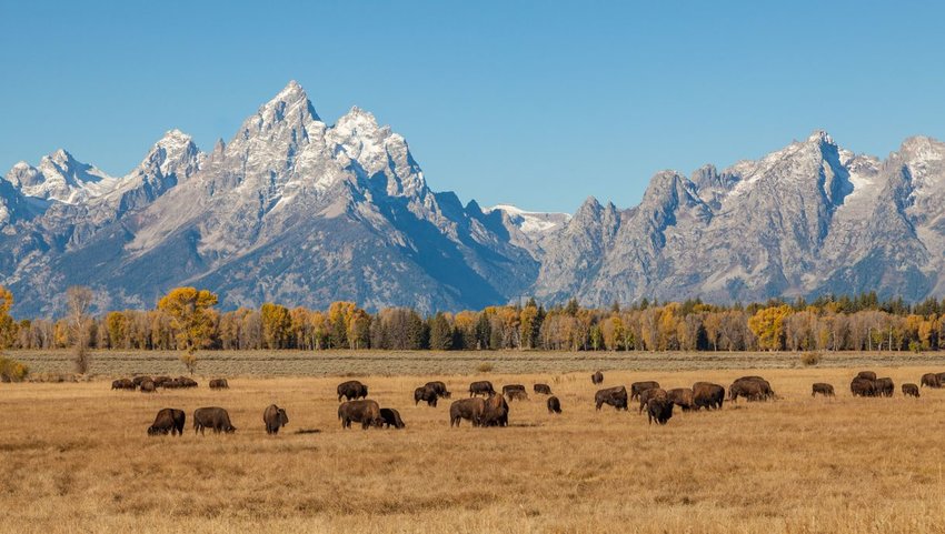 Grand Teton mountains with field of buffalo in front
