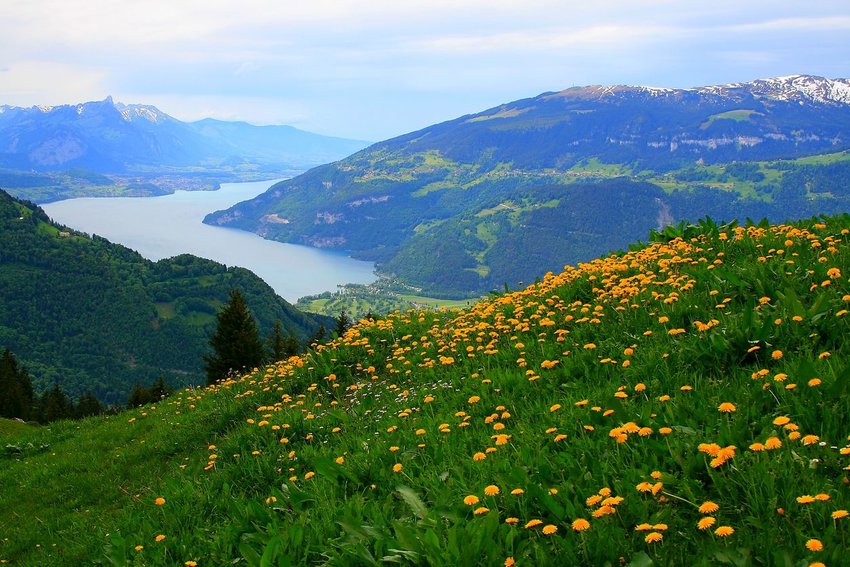 How To Plant a Swiss Alpine Garden In Your Own Back Yard