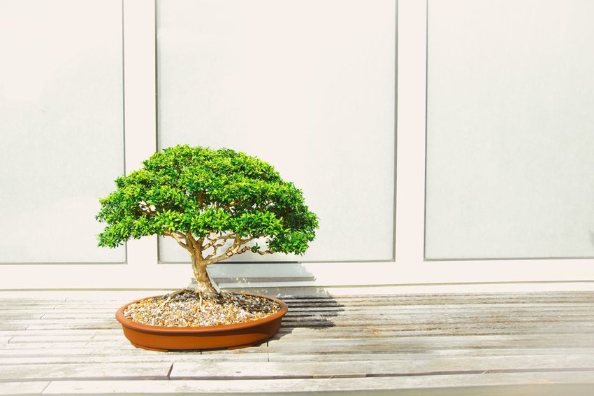 On the Care and Keeping of a Bonsai Tree