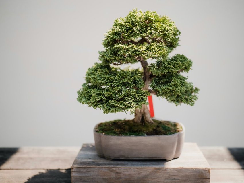 An ornamental bonsai pot