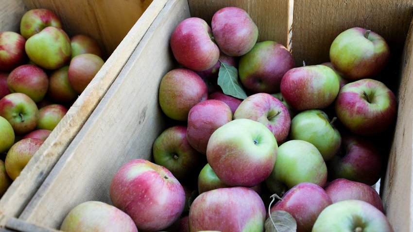 Maine apples