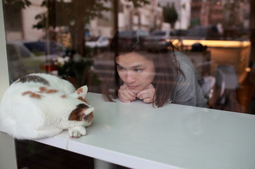 Cat cafe in Japan