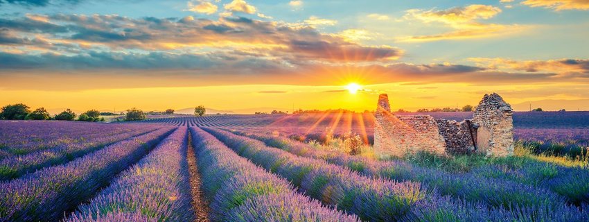 A lavender field in France. Photo: prochasson frederic