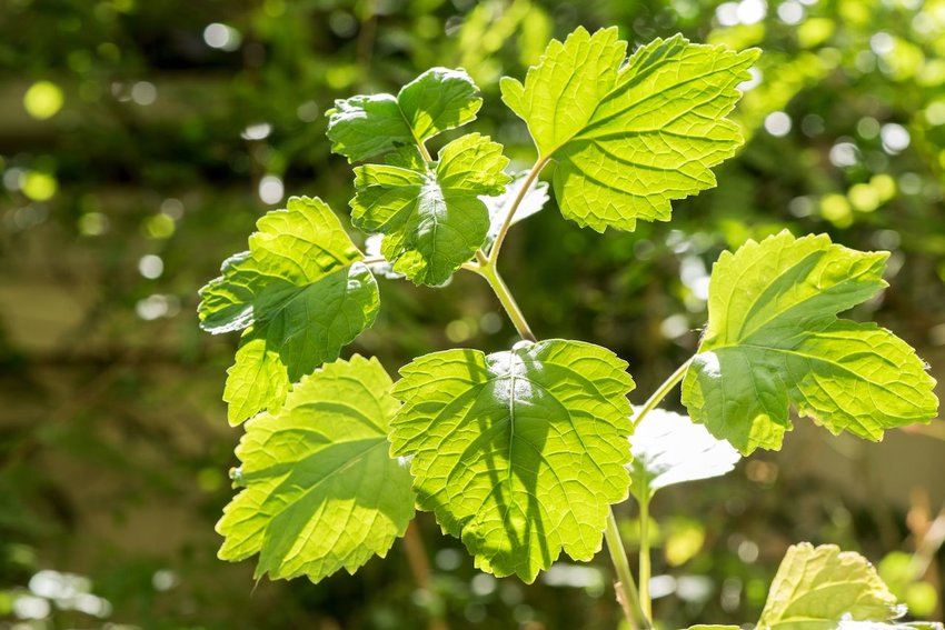 Patchouli plant. Photo: wasanajai