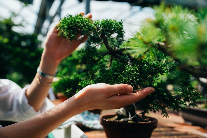 Caring for a bonsai tree