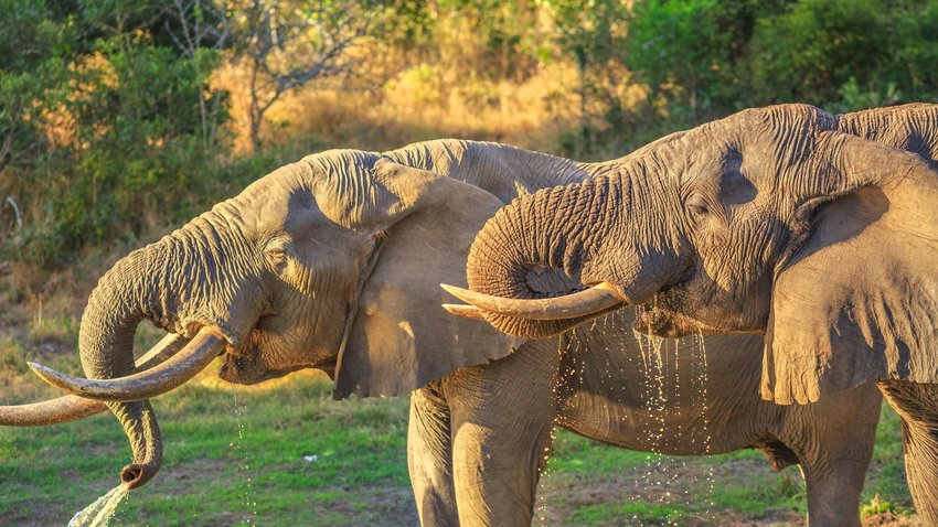 Tembe Elephant Park, KwaZulu-Natal, South Africa