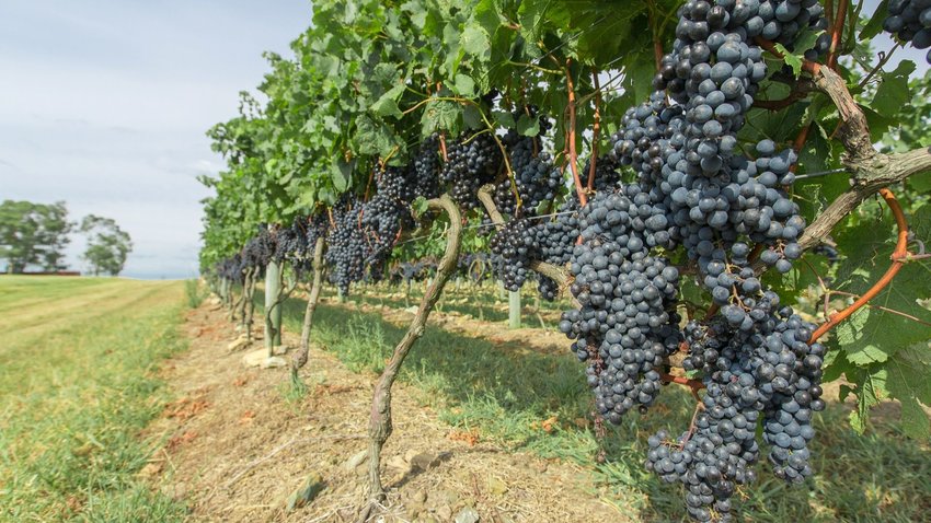 Vineyard in Uruguay