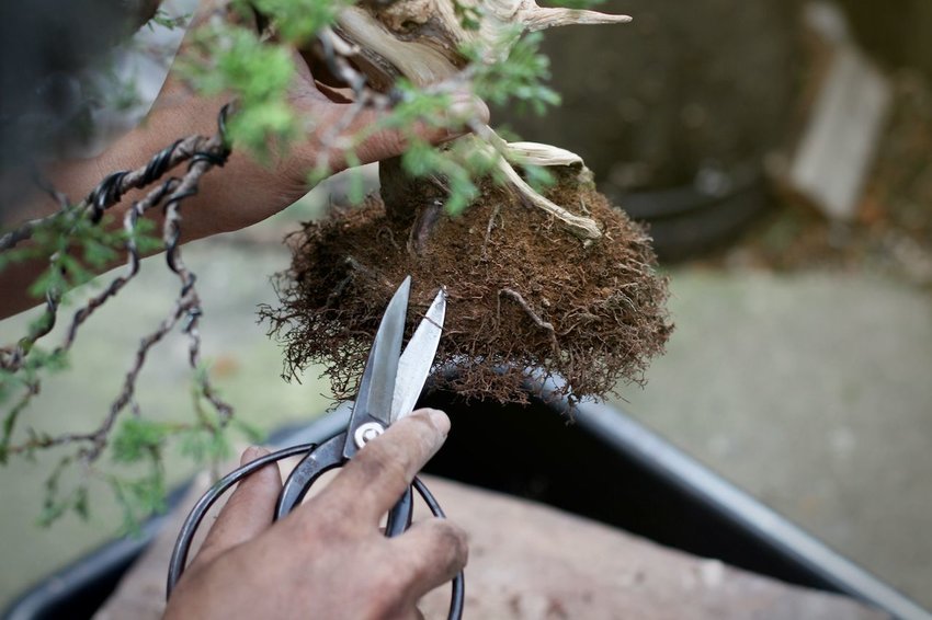 Trimming bonsai roots