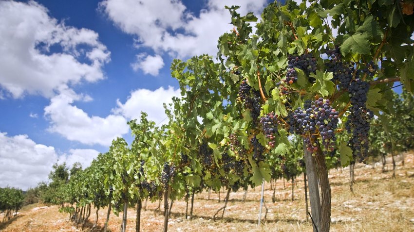 rolling vineyards in the Galilee Israel