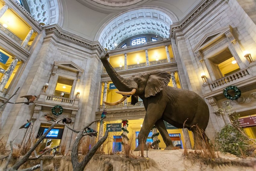 The Smithsonian National Museum of Natural History | Photo: Tinnaporn Sathapornnanont