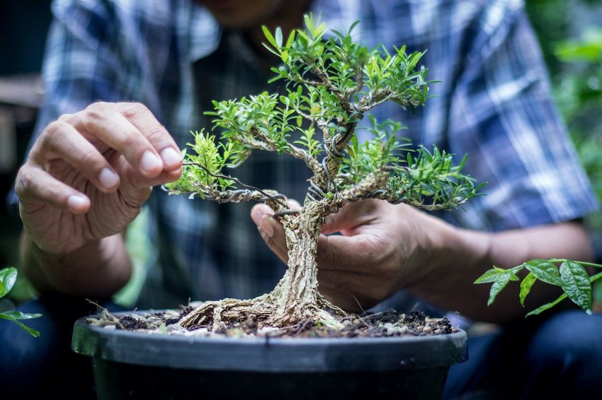 Wiring a bonsai tree