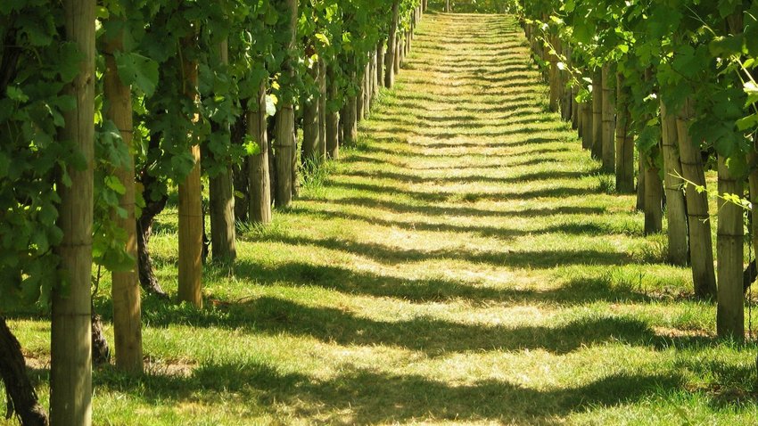 Vineyard in England