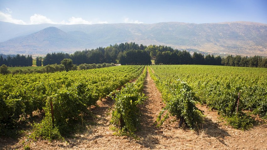 Vineyard in Lebanon