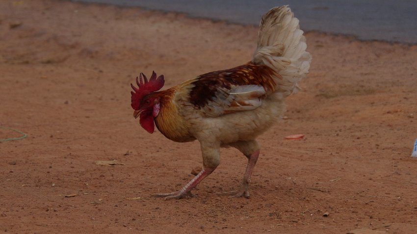A rooster is searching for fodder on a street in Senegal Western Africa