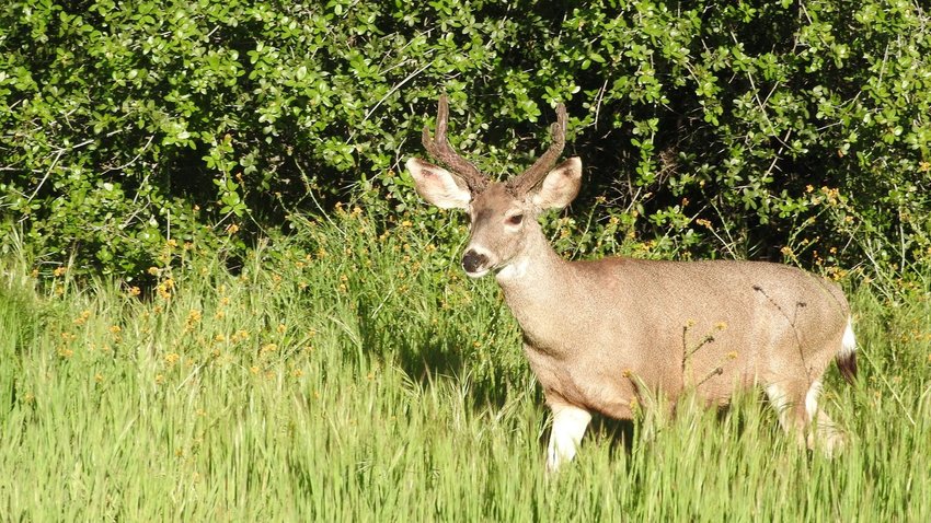 Mule deer buck