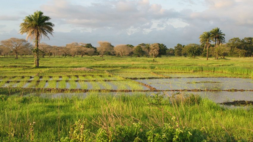 Photo by Cesar J. PolloA landscape near of Diouloulou with rice crops in the region of Casamance, Senegal
