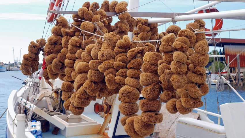 Sea sponges in Tarpon Springs, Florida. Photo by Barnes Ian.