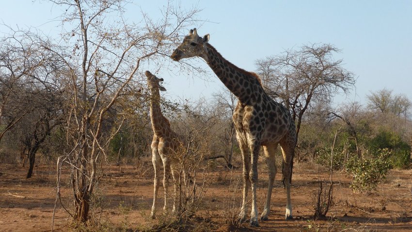 Giraffes at Kruger National Park. Photo by the Rachel Chang. 