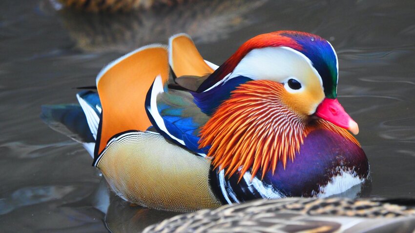 A rare Mandarin duck in Central Park, New York City. Photo by Debra L Rothenberg.
