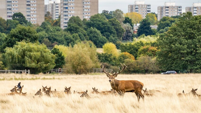 Deer in Richmond Park. Photo by Edoardo Legnaro.