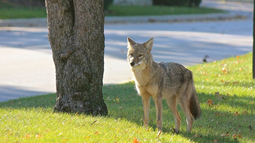 Coyote in suburban Chicago. Photo by Michael Heimlich.