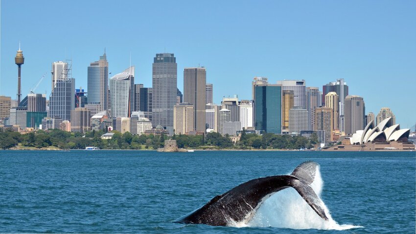 Humpback whale in Sydney Harbour. Photo by ChameleonsEye