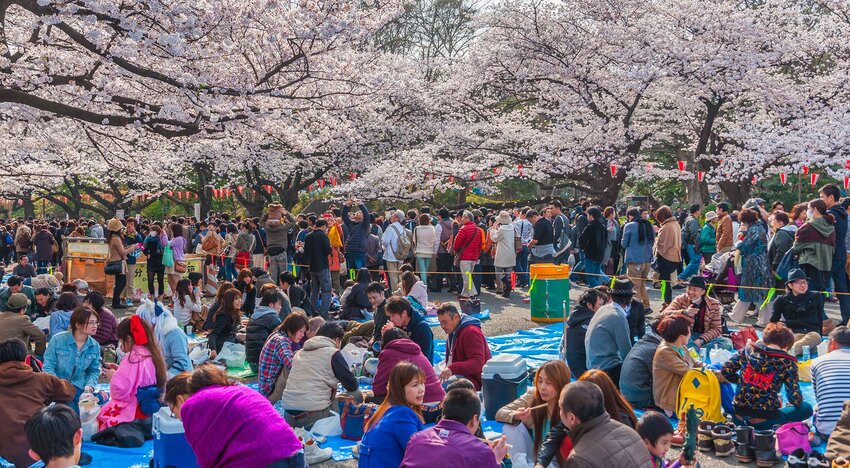 How To Celebrate Sakura Locally This Year 