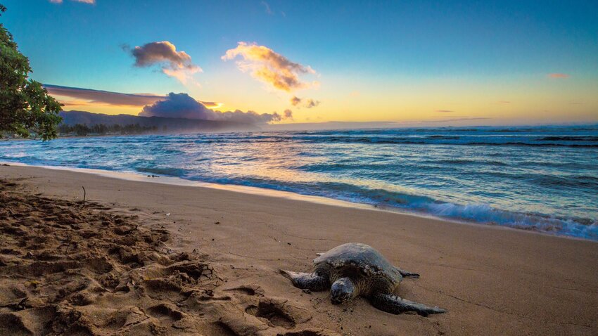 4 Ways to Get Closer to Wildlife in Hawaii