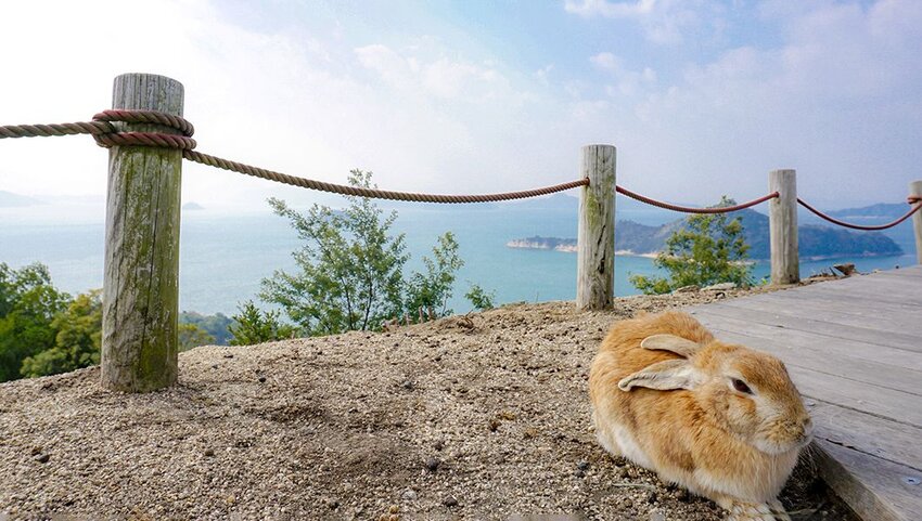 Rabbit in front of rope fence overlooking the the water. 