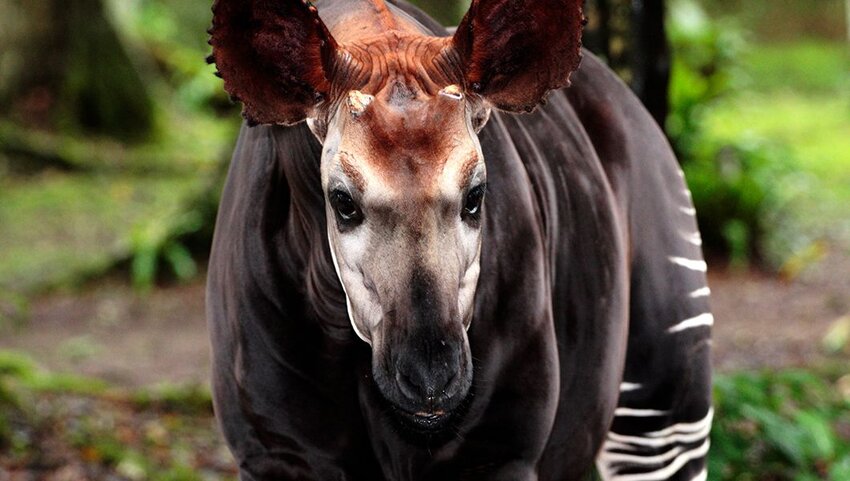 Cận cảnh một con Okapi.