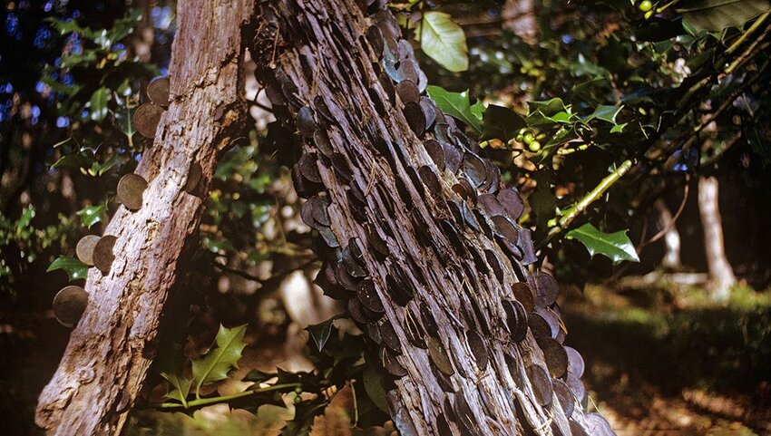 Old copper coins wedged into the bark of an ancient tree to mark wishes.