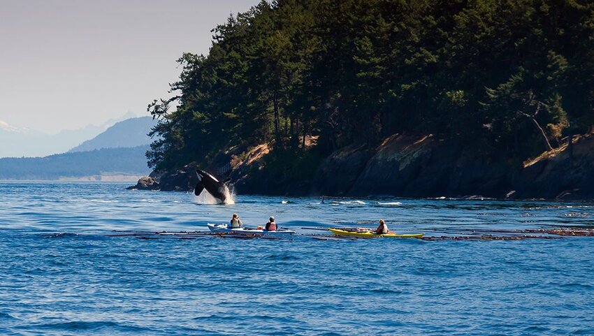Group of kayakers watching a jumping orca.