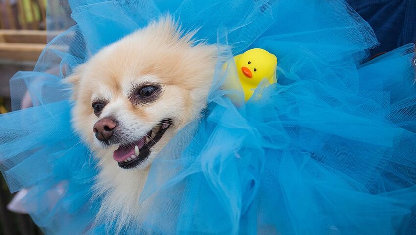 A dog in a loofah costume. 