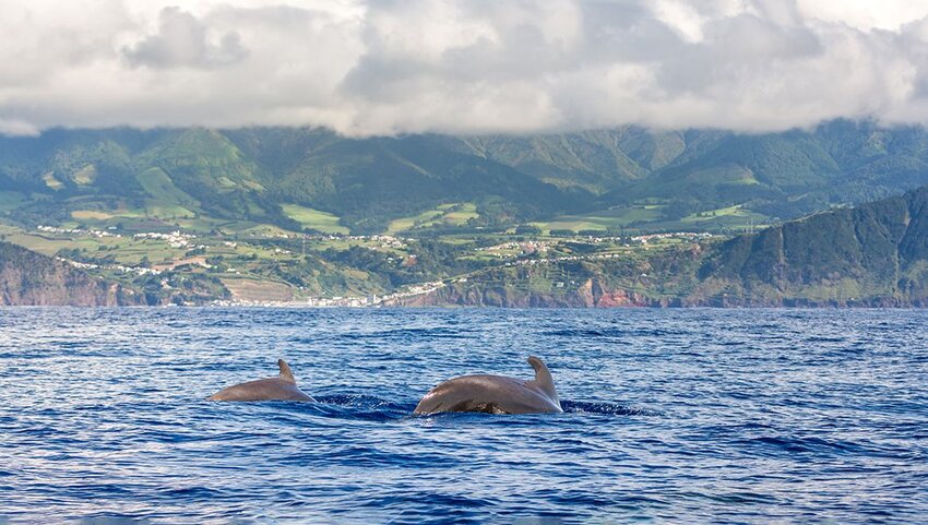 Two dolphins in the water with Sao Miguel Island, Azores, Portugal in the distance.